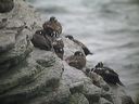 click thumbnail to load image