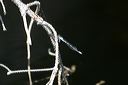 click thumbnail to load image