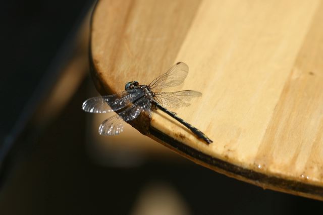 2005-07-08-014.jpg