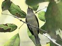 click thumbnail to load image