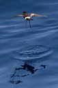 click thumbnail to load image