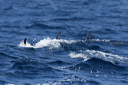 click thumbnail to load image