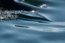 click thumbnail to load image