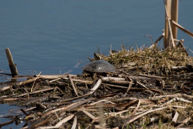 2011-04-05-005.jpg
